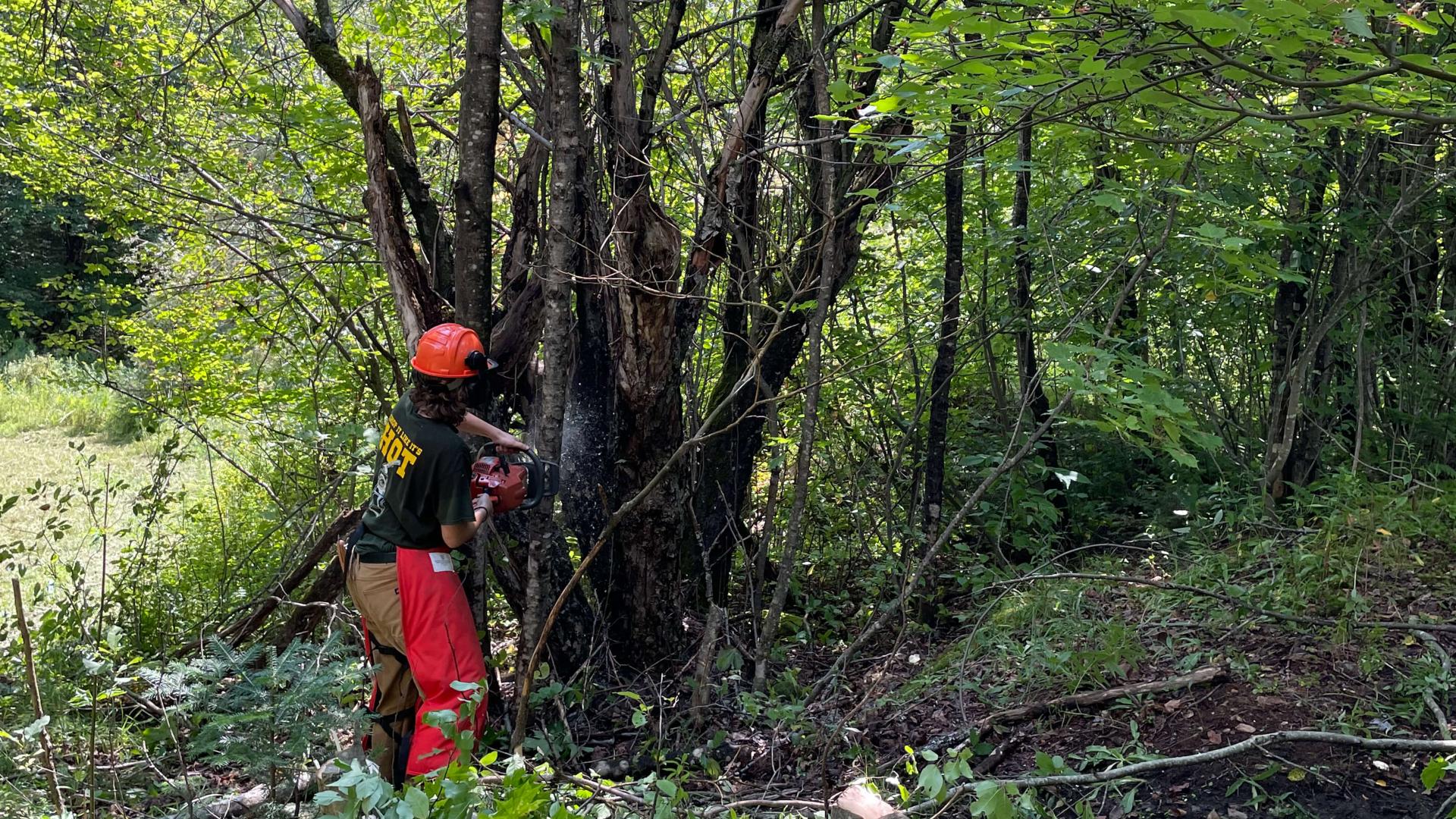 Es Sweeney using a chainsaw on a tree.