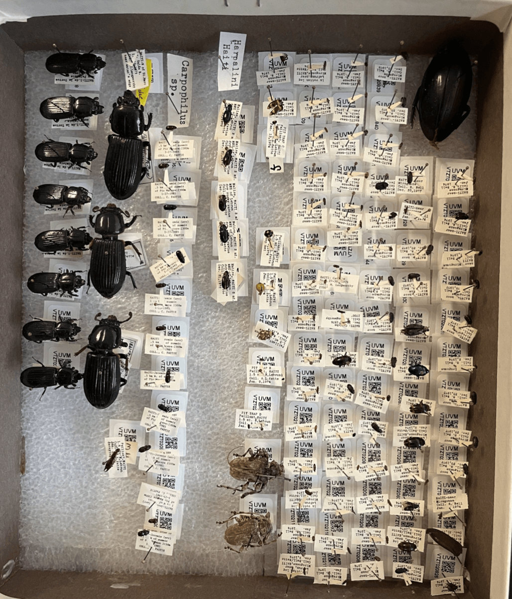 Many Haitian Beetles of varying sizes organized in a box, being held in place with pins and styrofoam.  