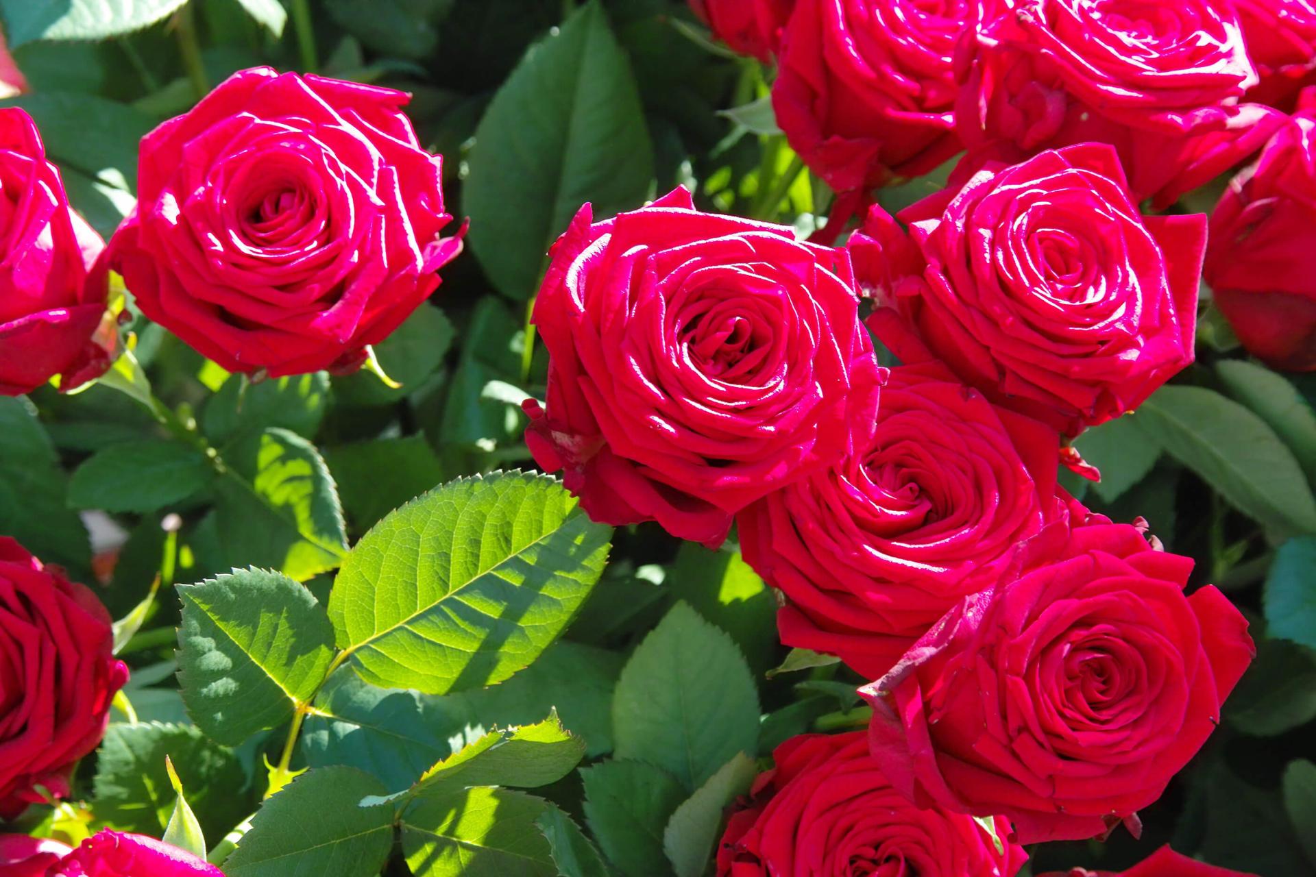 red roses