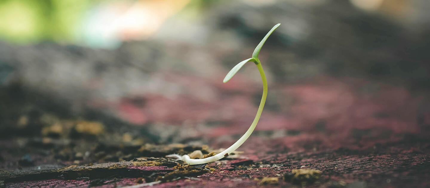 a single sprout