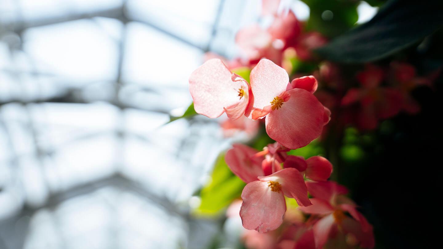 flowers blooming in the UVM greenhouse