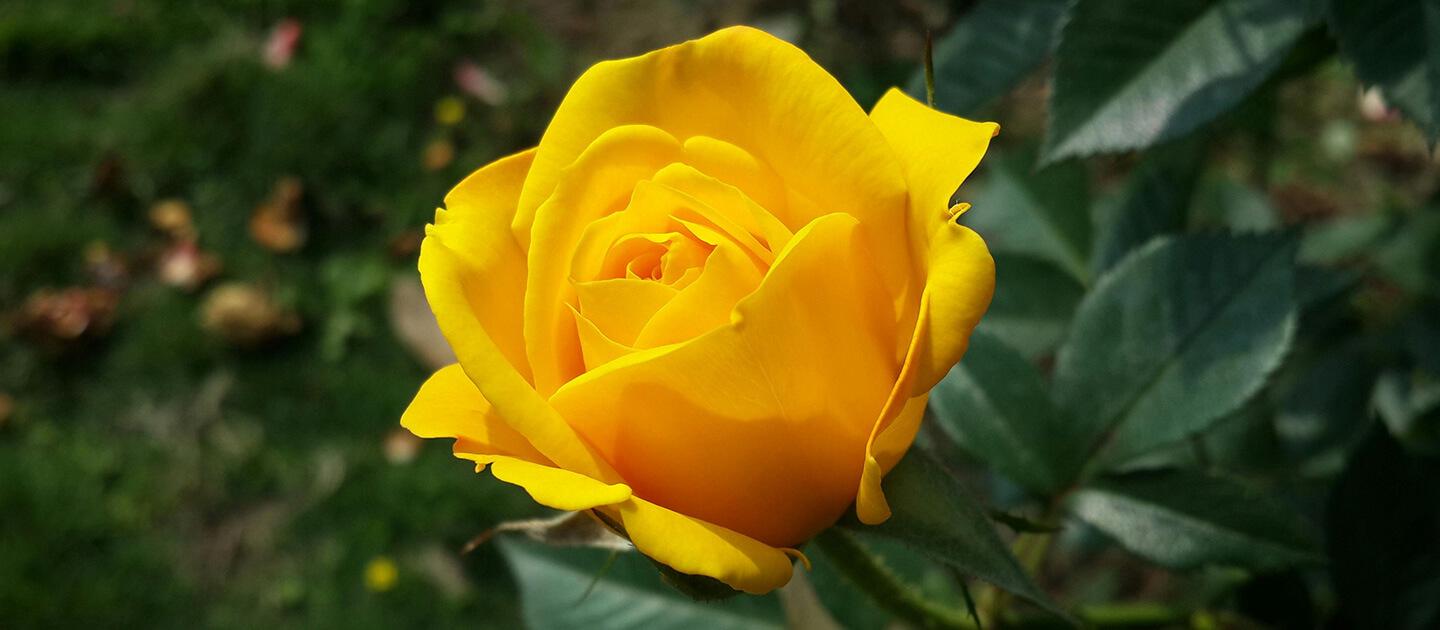 a yellow rose blooming