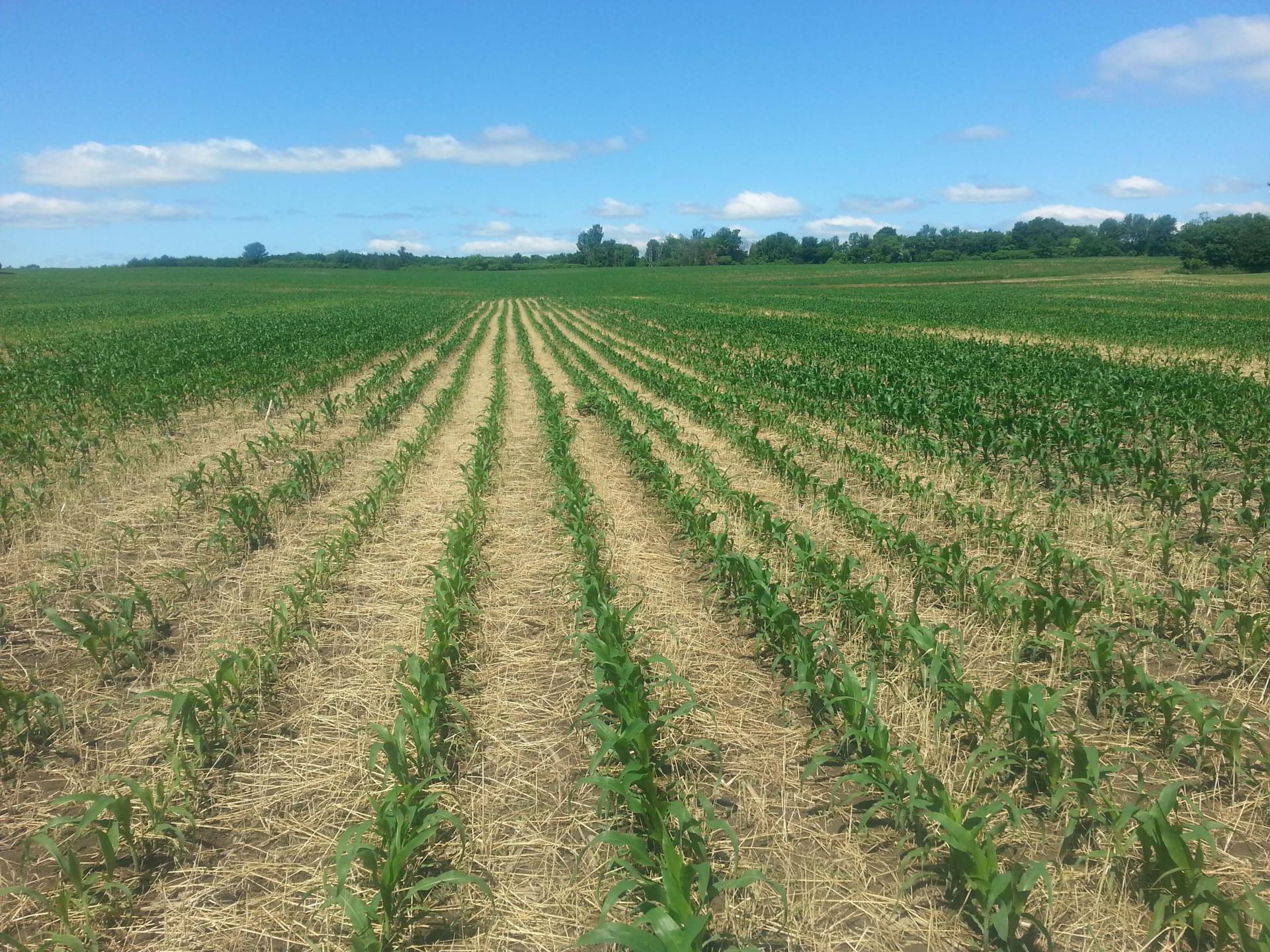 Corn planted