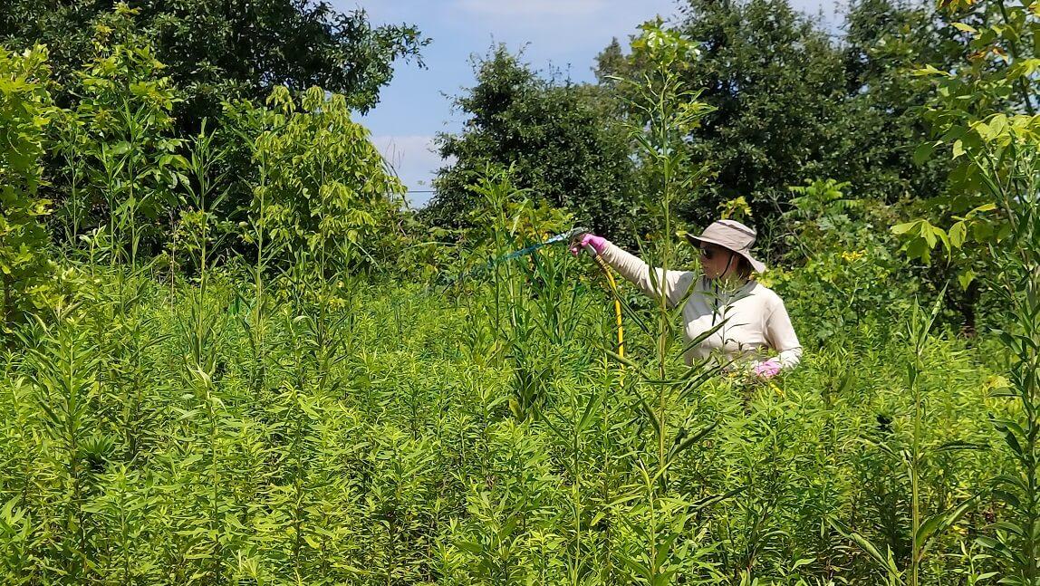 Mar Wiltz standing in a grassy, shrubby field applying a treatment to the shrubs.