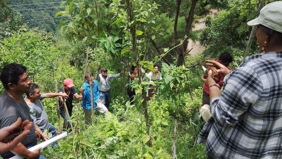 group of people standing on a hillside of coffee plants