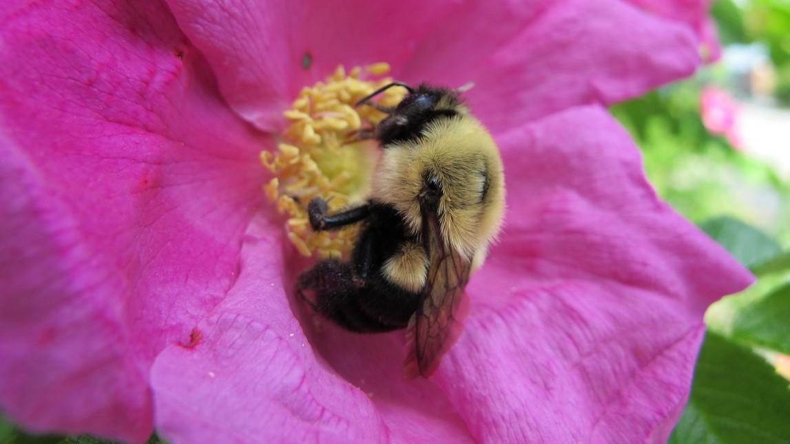 An image of a bee on a pinkish-purple flower