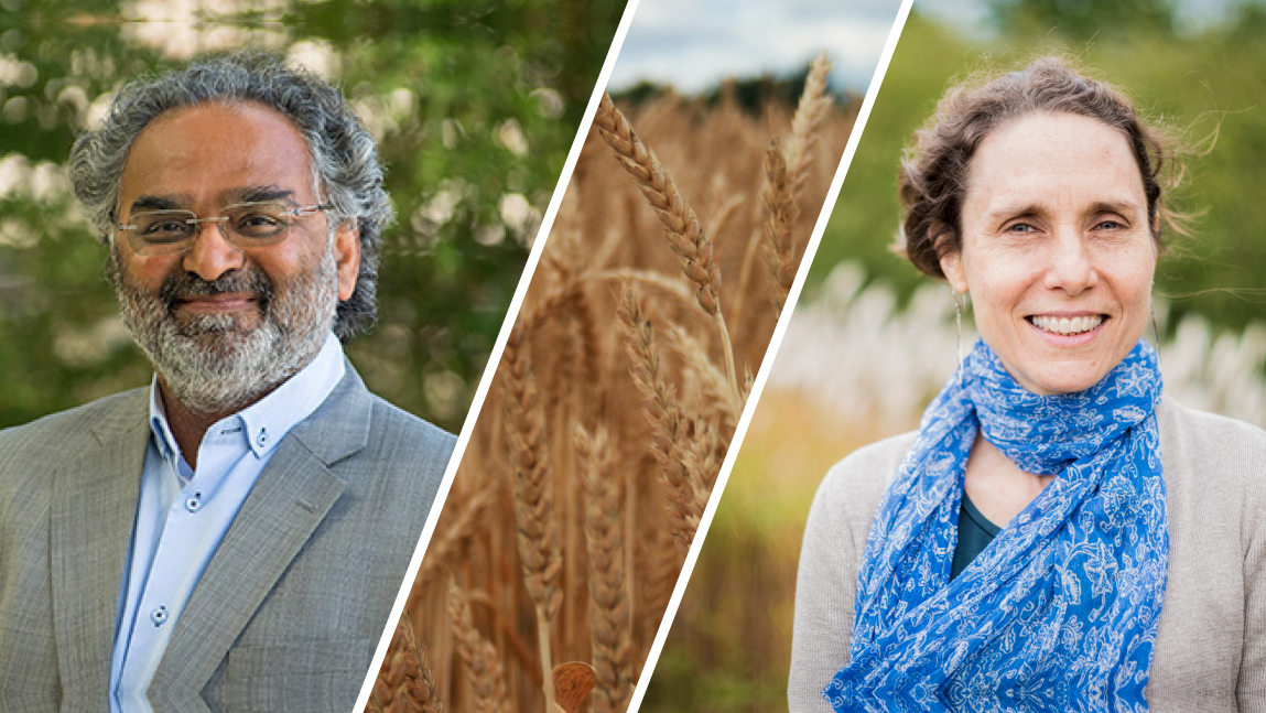 A composite image of Asim Zia on the left, Lini Wollenberg on the right, and a wheat field in the middle. "Wheat Field" by Travel Photographer is marked with CC0 1.0. To view the terms, visit https://creativecommons.org/publicdomain/zero/1.0/?ref=openverse. From https://stocksnap.io/photo/wheat-field-P6BLRPIGCM
