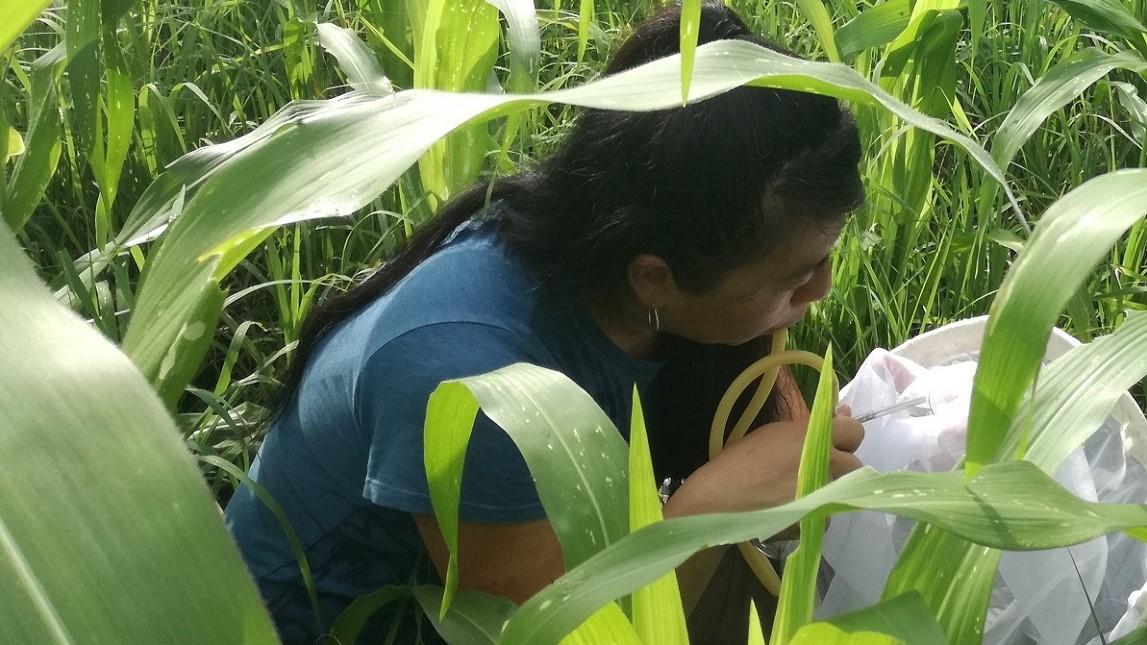 A person in a blue tee-shirt kneels in a field with green leaves surrounding