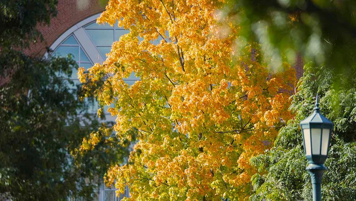 colorful leaves and lamp post on campus