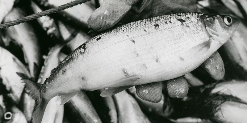Black and white photo of a gloved hand holding a fish