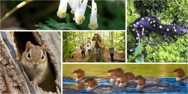 Collage of local plants and animals in spring