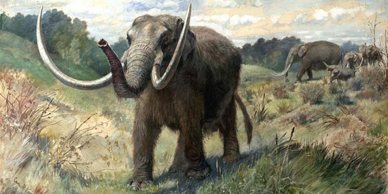mastadon