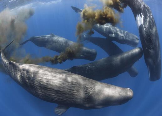 Whale pump 