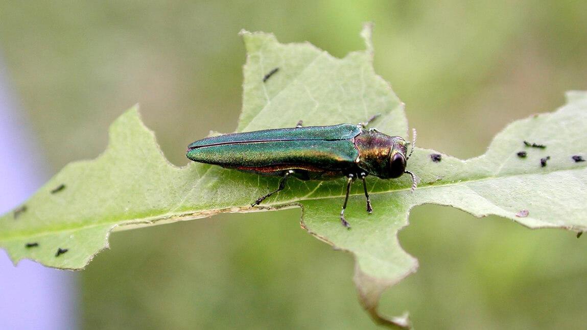 emerald ash borer with metallic green wings
