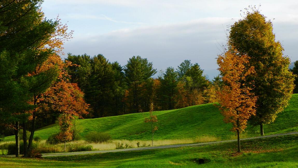 trees on hillside