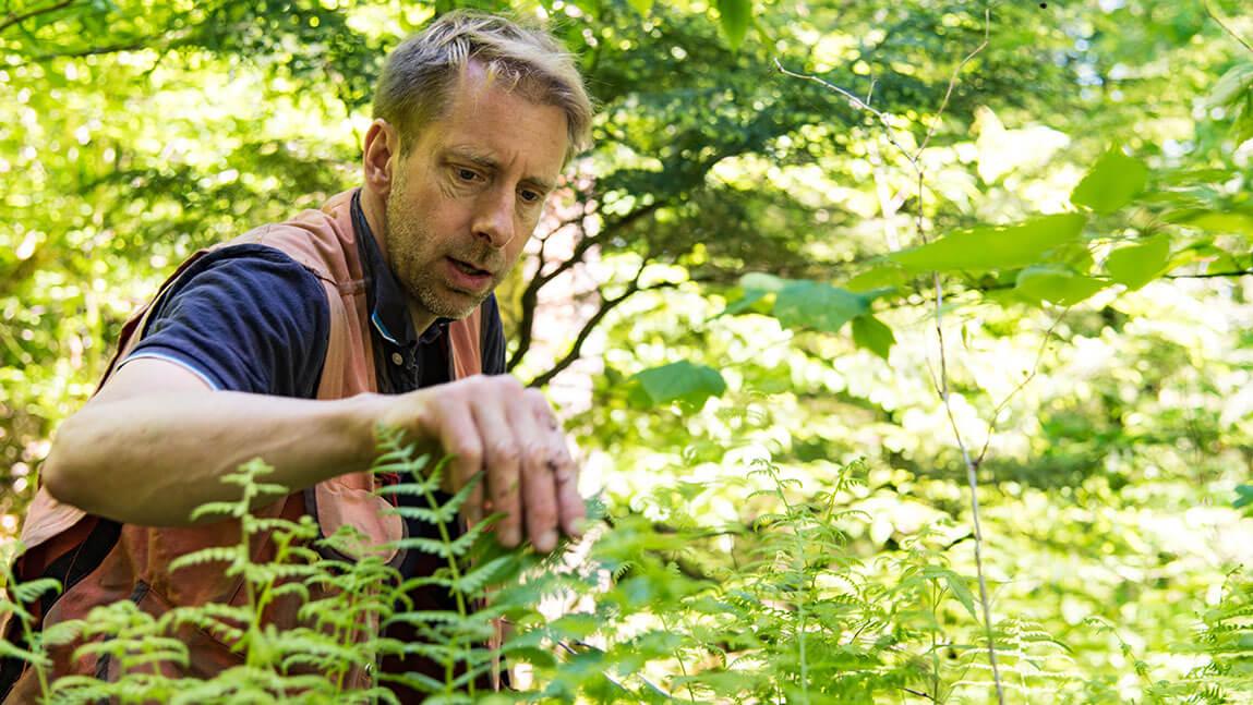 bill keeton inspects forest foliage