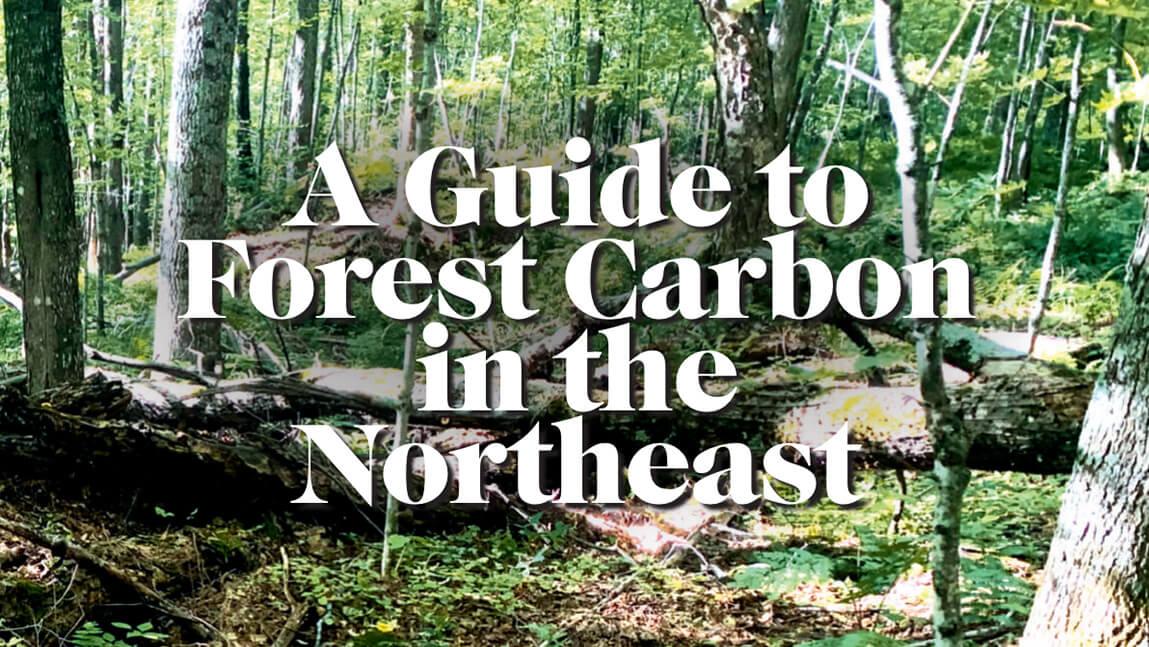 a guide to forest carbon in the northeast