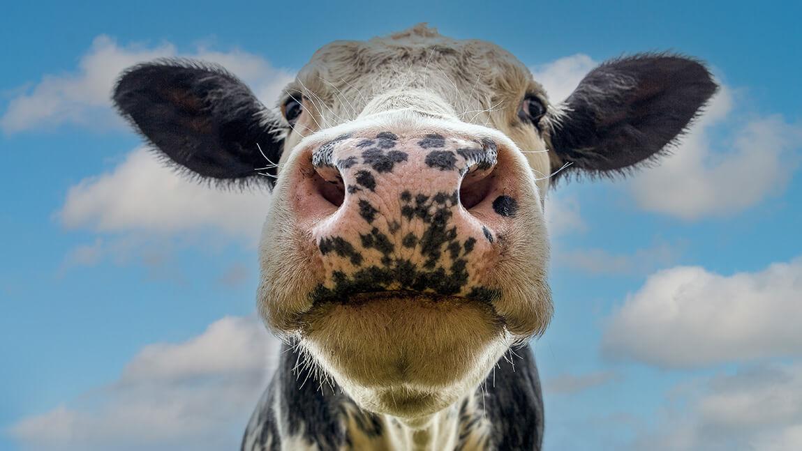 black and white cow looking into the camera
