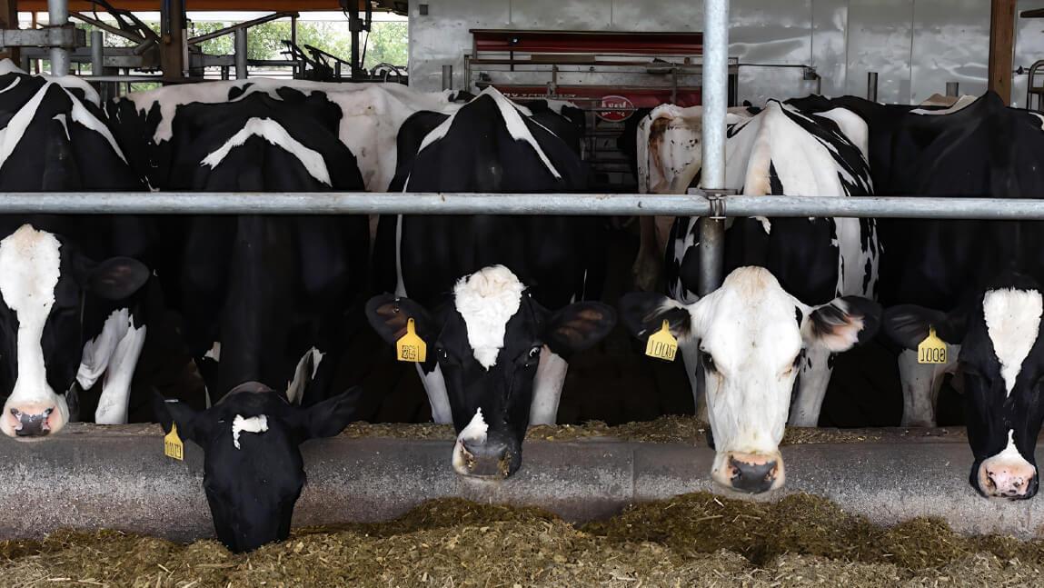 cows in a row