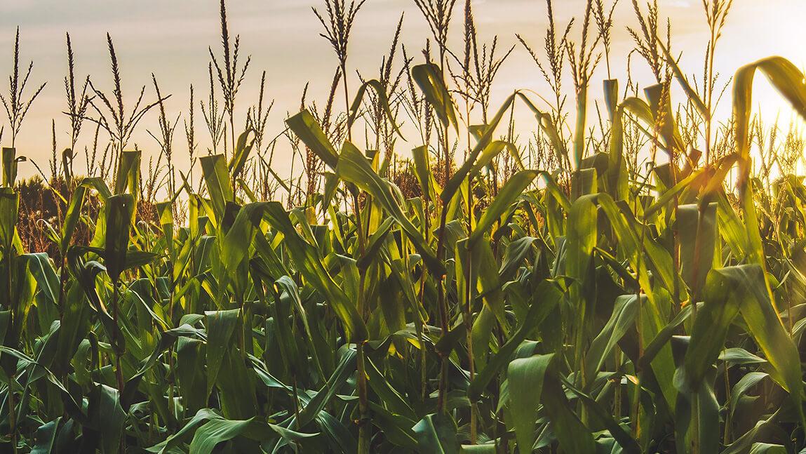field of grain