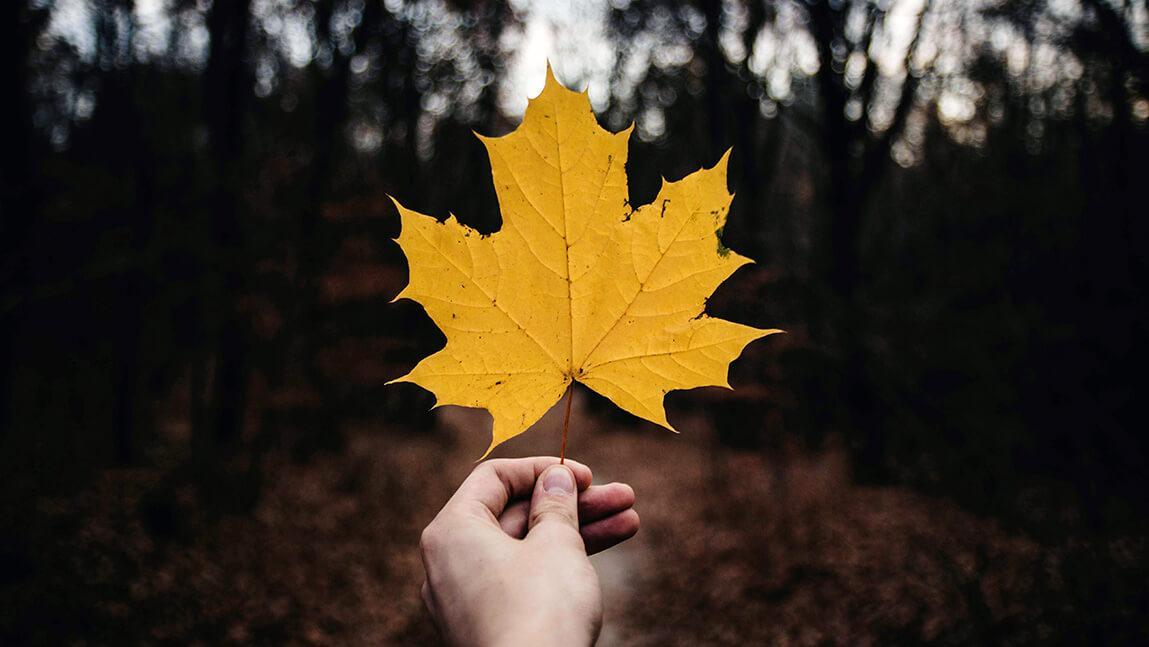 someone holding a golden maple leaf