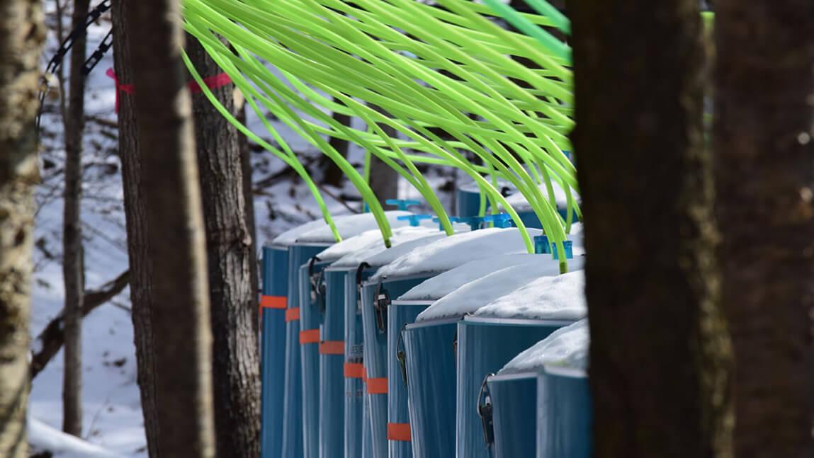 maple collection vats with tubing running into them