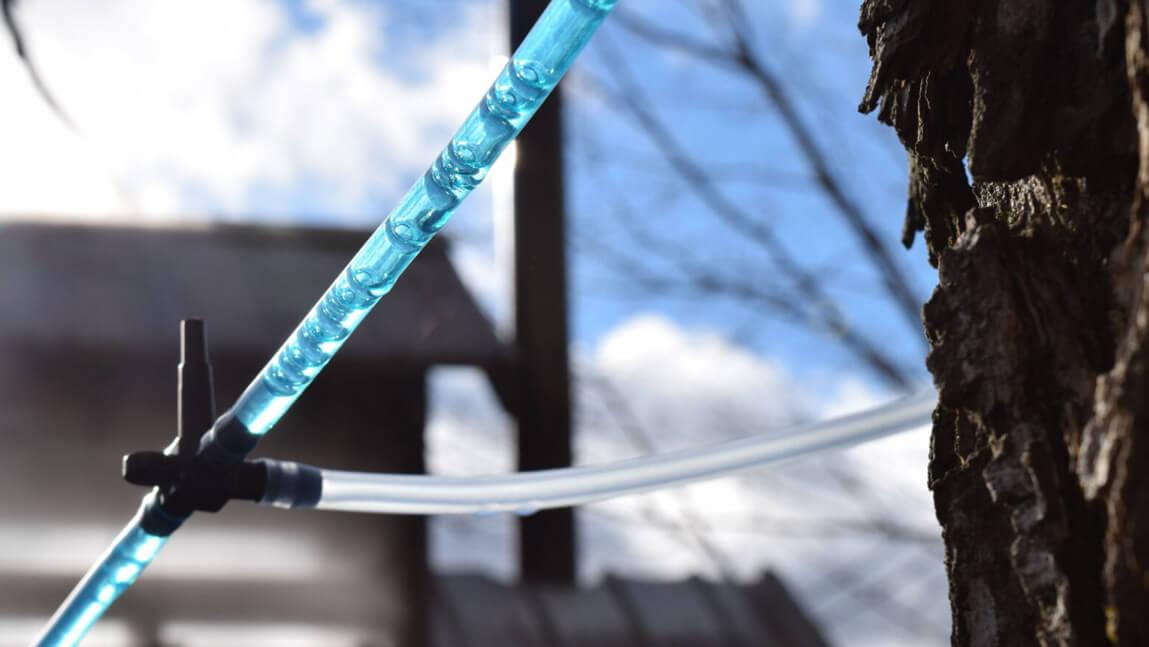 maple sap tubing with liquid inside
