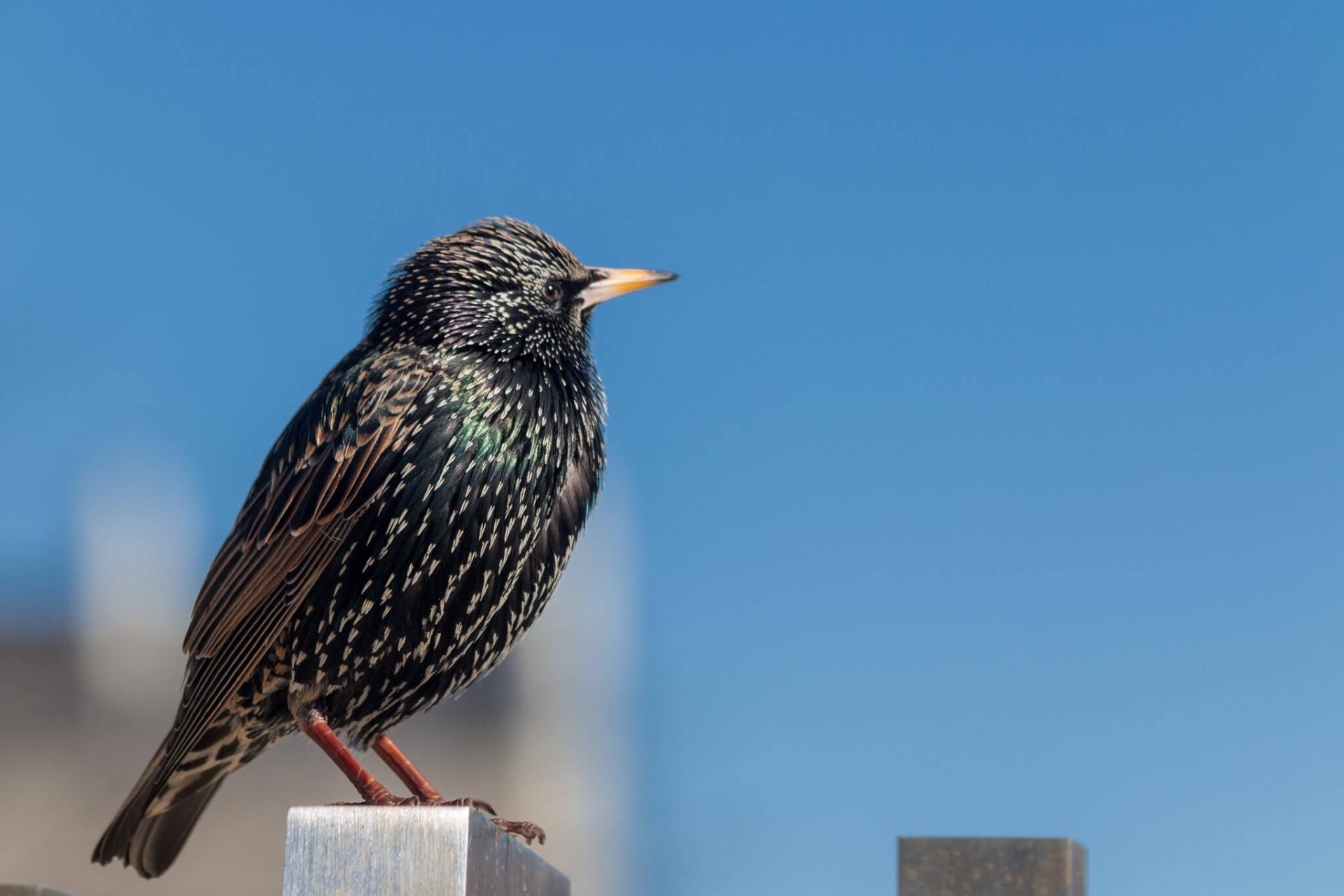 a european starling sits on a cement wall in a city
