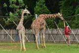 A student reaches up to feed a giraffe.