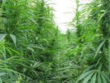 Hemp